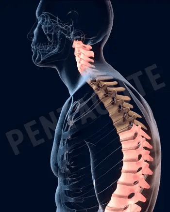 Adjustable Posture Corrector Belt